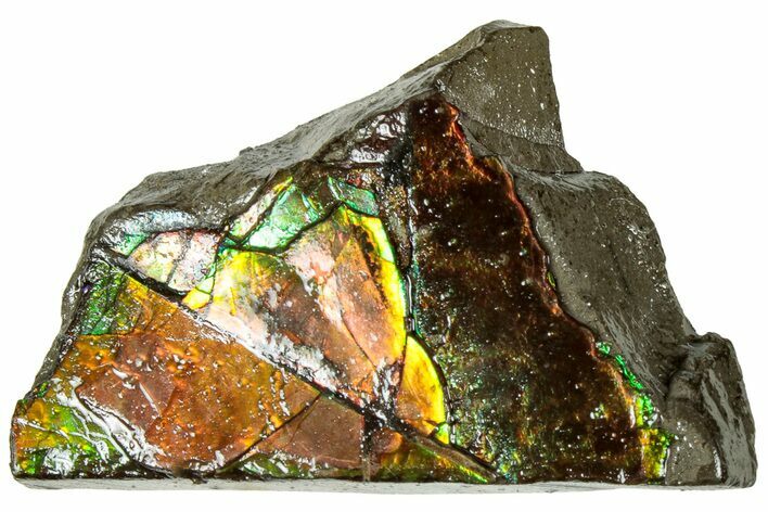 Iridescent Ammolite (Fossil Ammonite Shell) - Alberta #311376